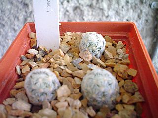 Mammillaria duwei (163997457).jpg