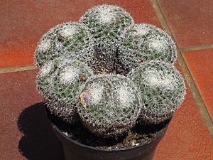 Archivo:Mammillaria perbella