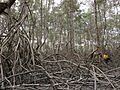 Mangrove Mapping