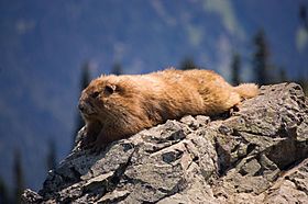 Archivo:Marmota olympus (1)