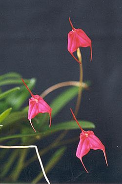 Masdevallia barlaeana.jpg