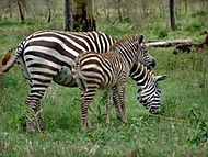 Archivo:Mother and baby zebra