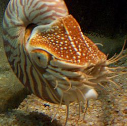 Archivo:Nautilus tentacles