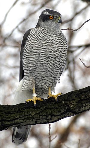 Archivo:Northern Goshawk ad M2