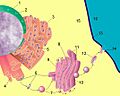Nucleus ER golgi ex