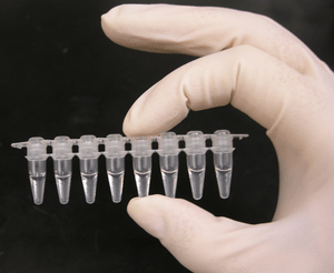 Archivo:PCR tubes