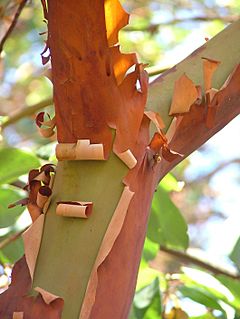 Archivo:Pacific Madrone Arbutus menziesii Branch Fork 2120px