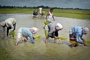 Archivo:Paddy cultivation in Nagaon