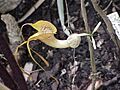 Pararistolochia promissa3