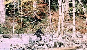 Archivo:Patterson Gimlin Bigfoot