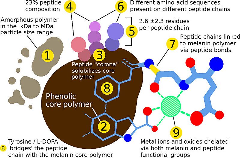 Peptidomelanin