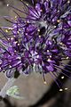 Phacelia sericea 5278