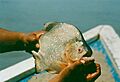 Piranha medium