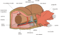 Polychaeta anatomy es