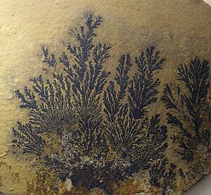 Archivo:Pyrolusite dendritic