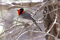 Red-faced Warbler (Cardellina rubrifrons) (13853609743).jpg