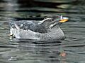 Rhinoceros Auklet RWD2