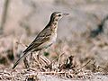 Richard's Pipit I -Haryana IMG 9961
