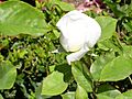 Rosa 'Amistad Sincera' Camprubí 1957 RPO