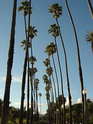 Archivo:Santa Monica Palm Trees