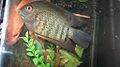 Severum32