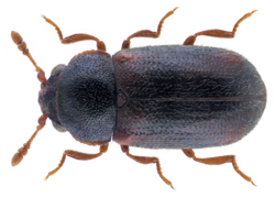 Sphindus dubius (Gyllenhal, 1808).png