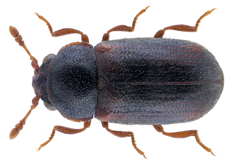 Sphindus dubius (Gyllenhal, 1808)