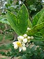 Starr 080610-8318 Citrus aurantiifolia