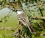 Archivo:Suiriri suiriri - Suiriri flycatcher Argentina