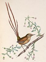 Archivo:Sylviorthorhynchus desmursii 1849