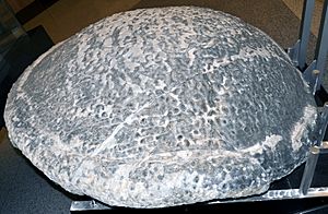 Archivo:Thrombolite-stromatolite (1.9 m diameter) VMNH