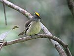Archivo:Tyrannulus elatus Tiranuelo coronado Yellow-crowned Tyrannulet (6515681957) (cropped)