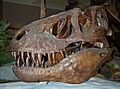 Tyranosaurus rex skull