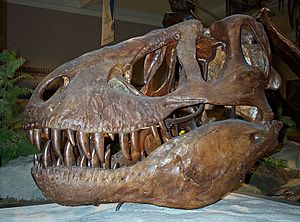 Archivo:Tyranosaurus rex skull