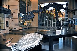 Archivo:Virginia Museum of Natural History display