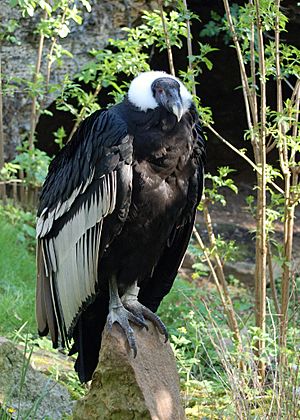 Vultur gryphus -Doué-la-Fontaine Zoo, France-8a.jpg