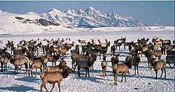 Archivo:Wapiti on the National Elk Refuge