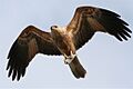 WhistlingKite