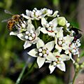 White Twinevine Inflorescence (6174210155)
