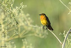 Xanthopsar flavus hembra en el Complejo de Reservas Guyra Retâ, Itapúa, Paraguay.jpg