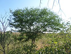 Árbol de cascol (Caesalpinia glabrata).jpg
