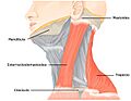 1610 Muscles Controlled by the Accessory Nerve-02 esp