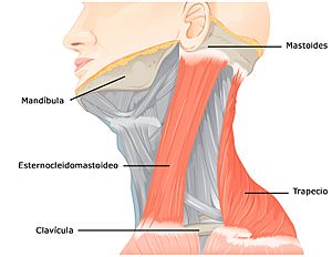 1610 Muscles Controlled by the Accessory Nerve-02 esp.jpg