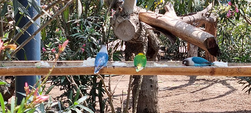Agraponis personata Comiendo de maíz