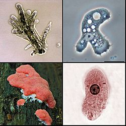 Amoebozoa.jpg