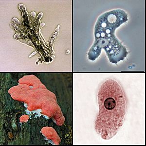Amoebozoa.jpg