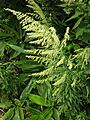 Artemisia princeps 2