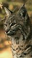 Bobcat lynx rufus