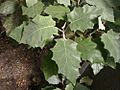 Brachyglottis repanda 14