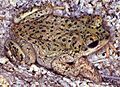 Bufo.punctatus.web